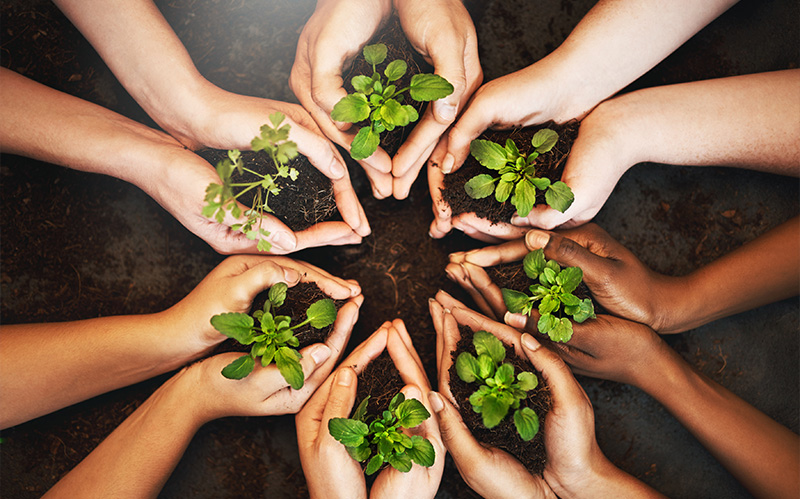 Diverse hands holding small green plant seedlings in a circle.